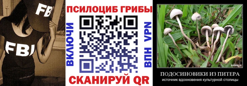 купить  цена  Щигры  Псилоцибиновые грибы мицелий 